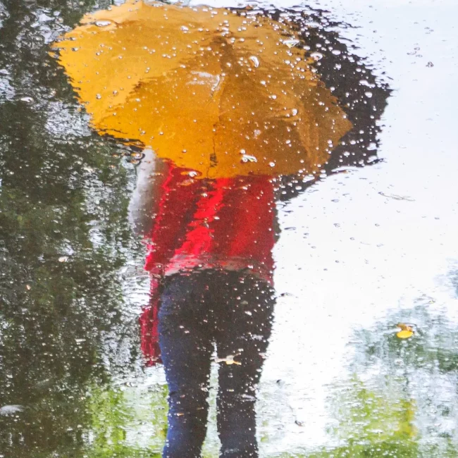dror umbrella